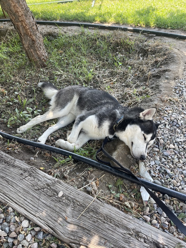 Galileo, an adoptable Husky in Albuquerque, NM, 87120 | Photo Image 2