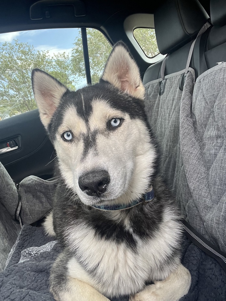 Galileo, an adoptable Husky in Albuquerque, NM, 87120 | Photo Image 3