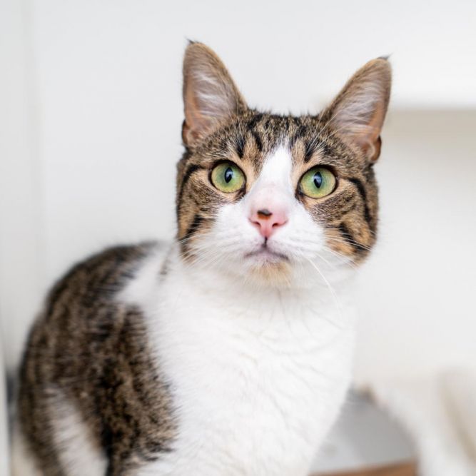 Cat for adoption - Jagger, a Domestic Short Hair in New York, NY ...