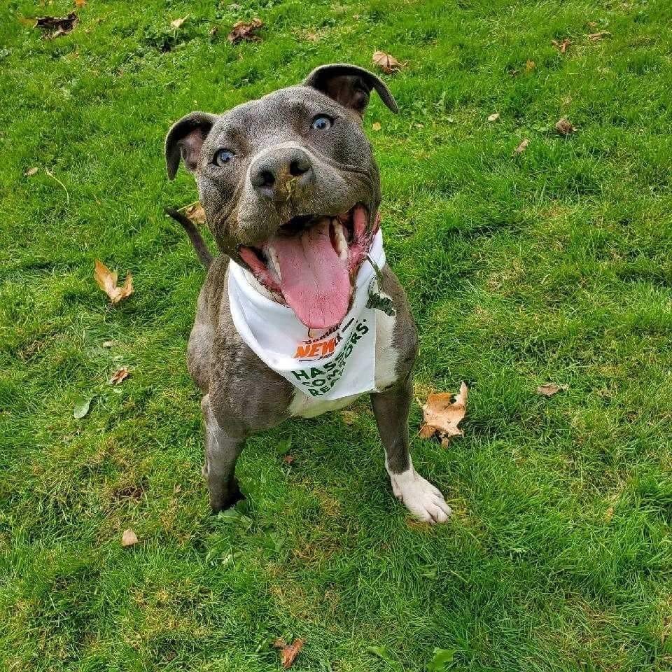 Leo, an adoptable Pit Bull Terrier in Woodinville, WA, 98072 | Photo Image 1