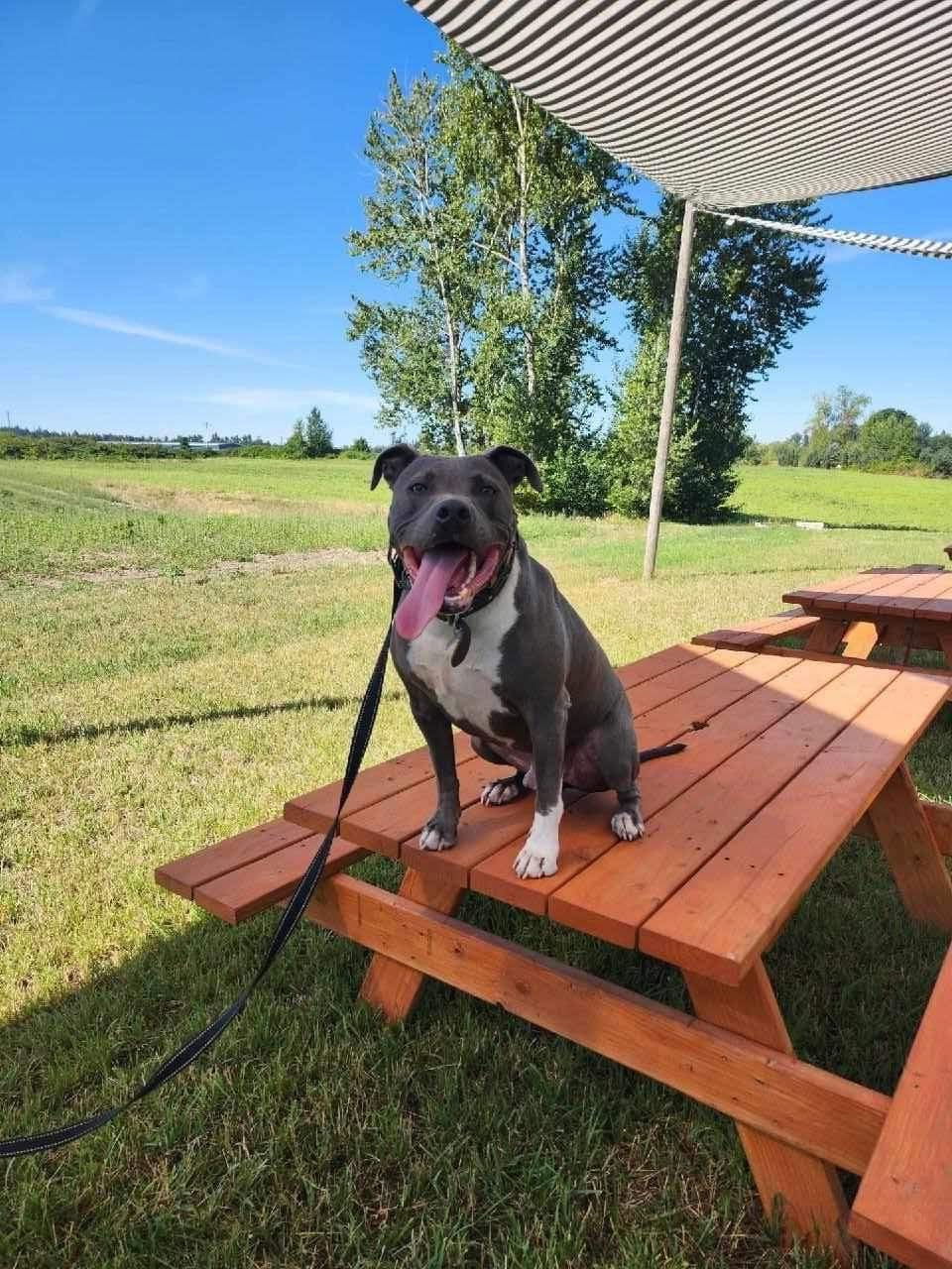 Leo, an adoptable Pit Bull Terrier in Woodinville, WA, 98072 | Photo Image 2