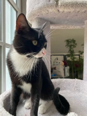 Cat for adoption - Zorro: Curiosity, Whiskers, and Cuteness Galore ...