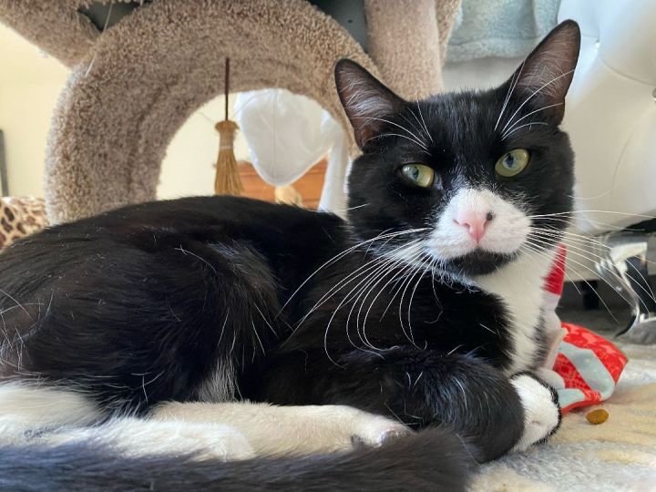 Cat for adoption - Zorro: Curiosity, Whiskers, and Cuteness Galore ...