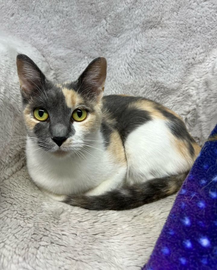 CLEO, an adoptable Dilute Calico in Flint, TX_image-2
