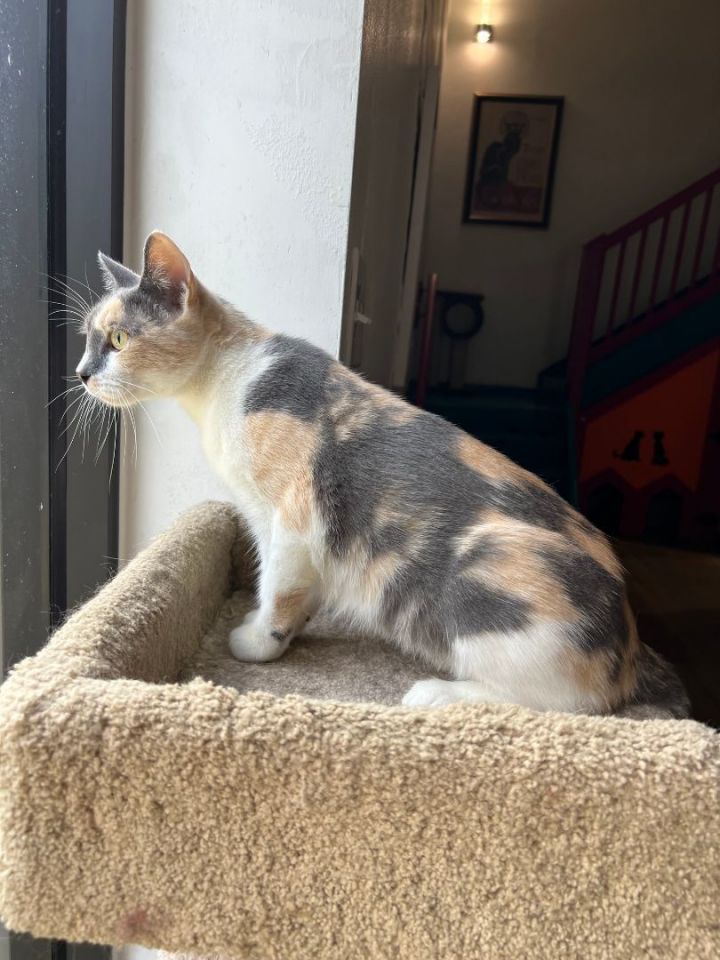 CLEO, an adoptable Dilute Calico in Flint, TX_image-3