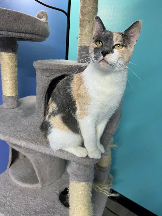 CLEO, an adoptable Dilute Calico in Flint, TX_image-4