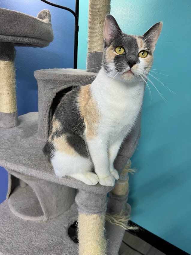 CLEO, an adoptable Dilute Calico in Flint, TX_image-5