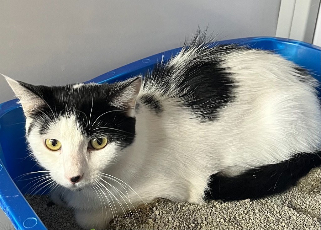 Helga, an adoptable Domestic Short Hair in Youngtown, AZ, 85363 | Photo Image 2