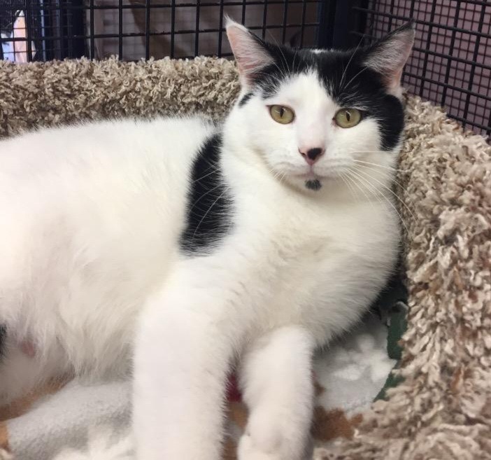 Helga, an adoptable Domestic Short Hair in Youngtown, AZ, 85363 | Photo Image 3