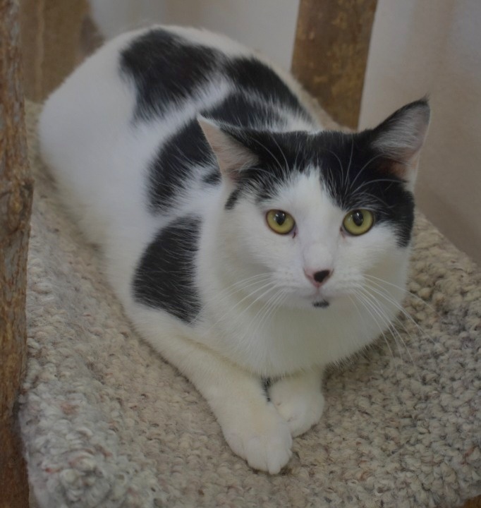 Helga, an adoptable Domestic Short Hair in Peoria, AZ, 85345 | Photo Image 5