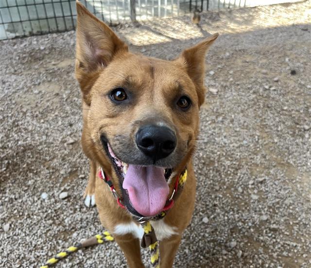 Dog for adoption MIAMI, a Labrador Retriever in Tucson, AZ Petfinder