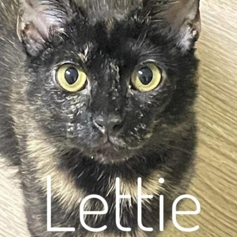 Lettie, an adoptable American Shorthair in Rockville, MD_image-1