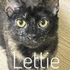 Lettie