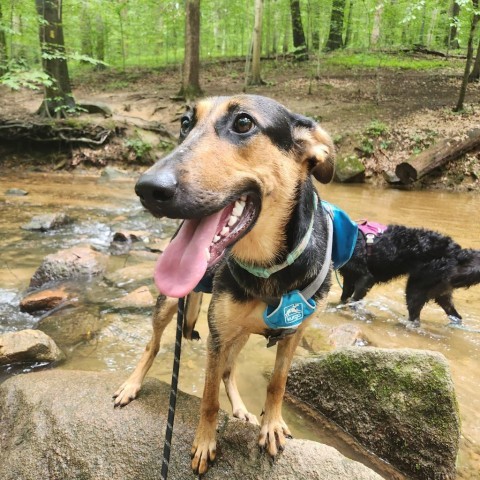 Jenny, an adoptable Smooth Collie & German Shepherd Dog Mix in Rockville, MD_image-1
