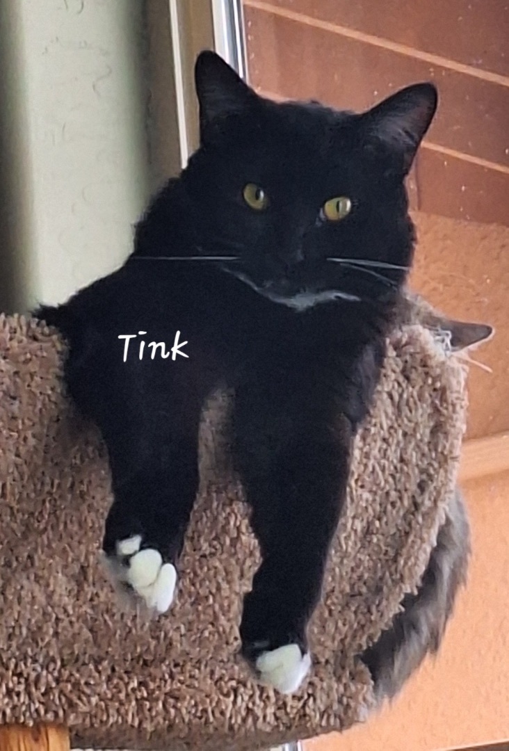 TINKERBELL (glenna) F kitten