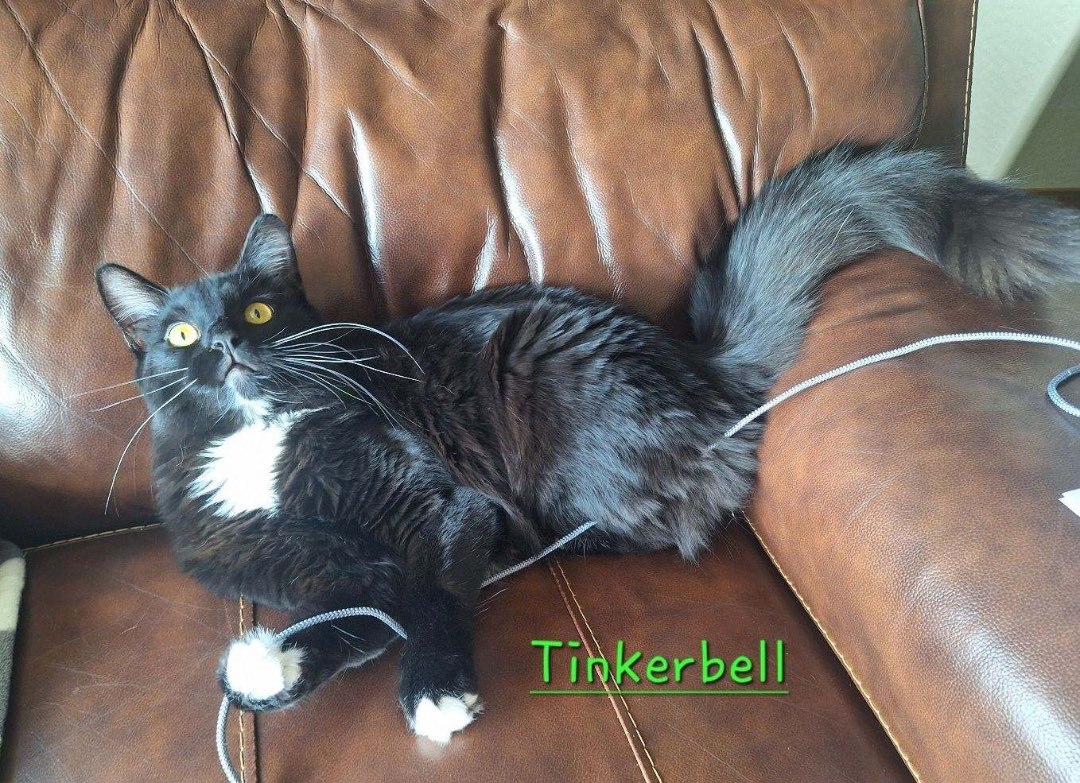 TINKERBELL (glenna) F kitten