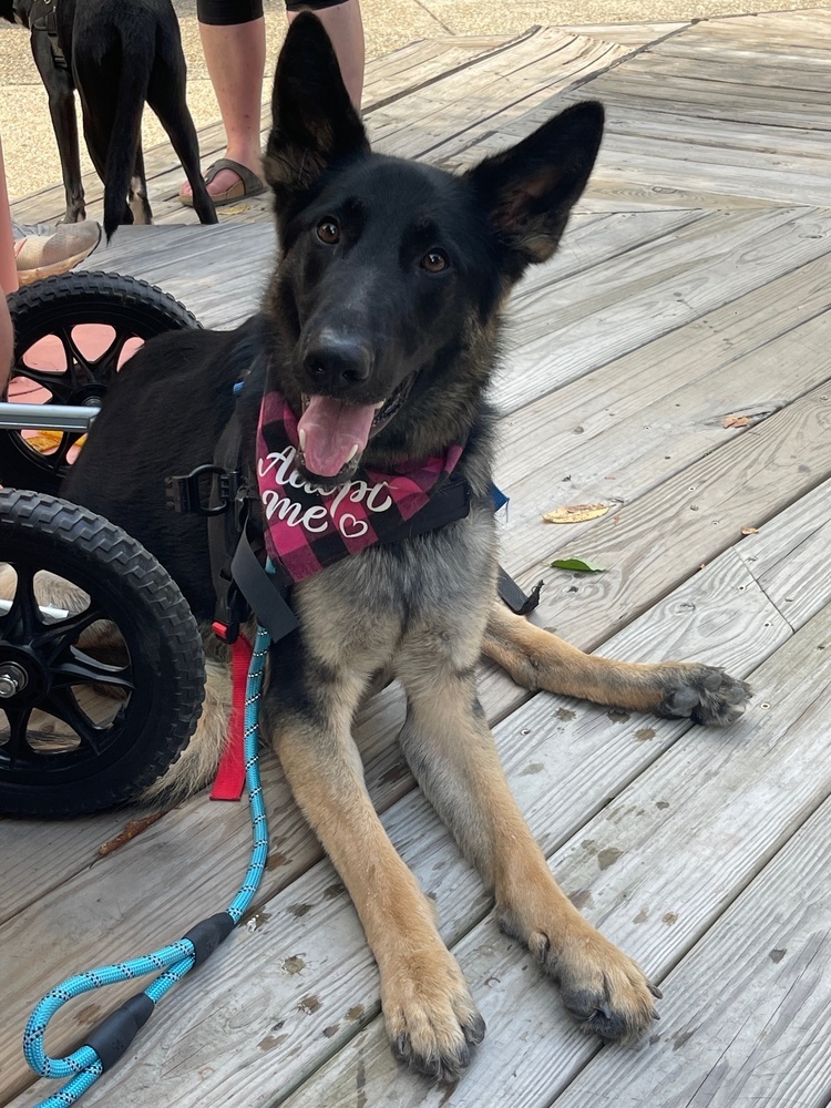 Agatha, an adoptable German Shepherd Dog in Wake Forest, NC, 27587 | Photo Image 1