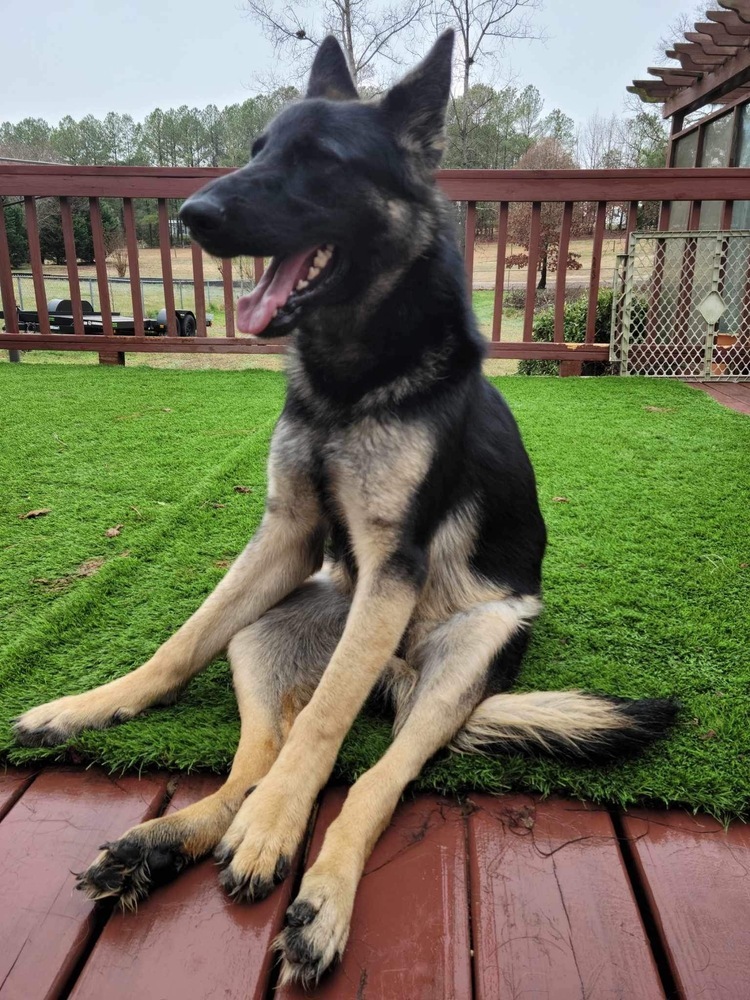 Agatha, an adoptable German Shepherd Dog in Wake Forest, NC, 27587 | Photo Image 2