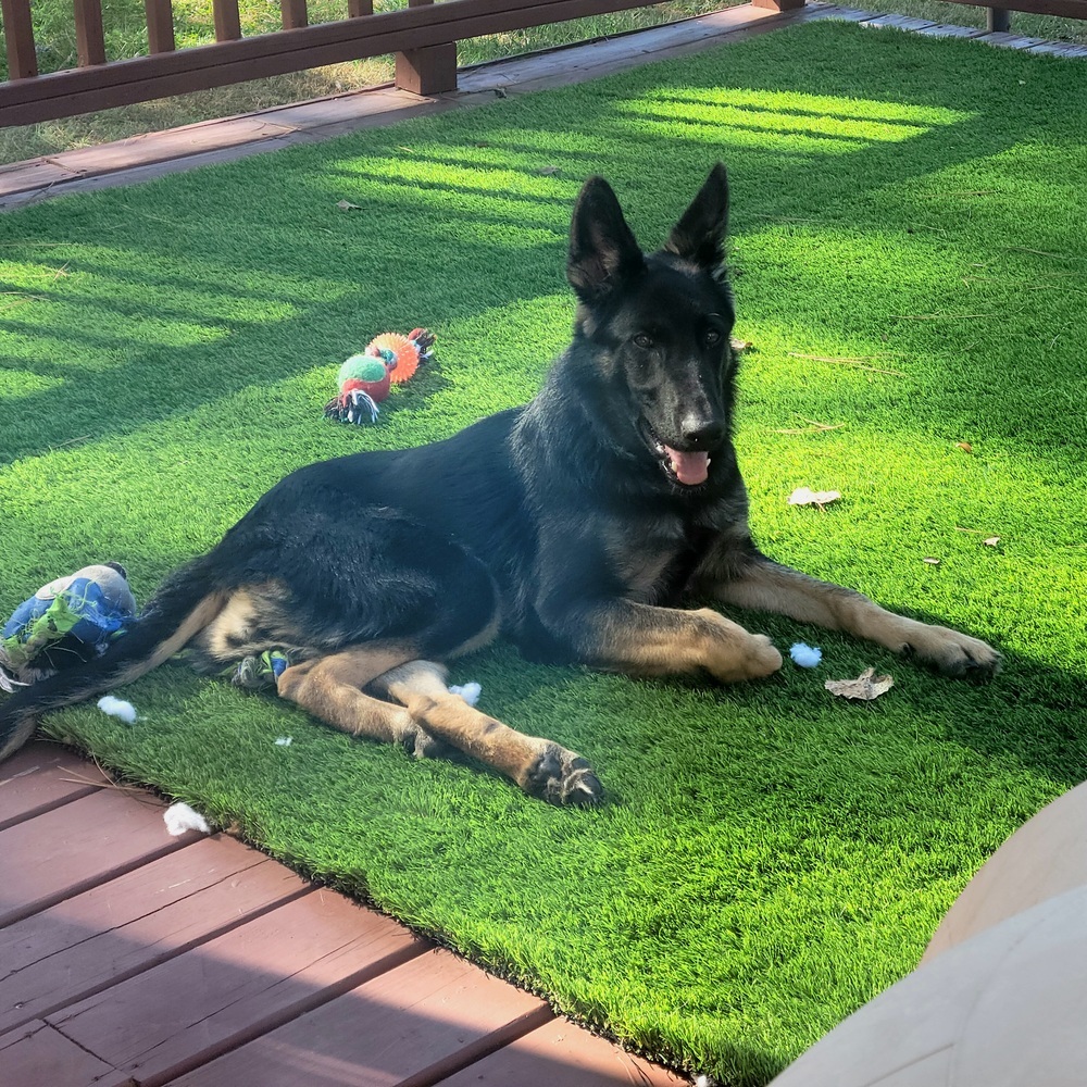 Agatha, an adoptable German Shepherd Dog in Wake Forest, NC, 27587 | Photo Image 5