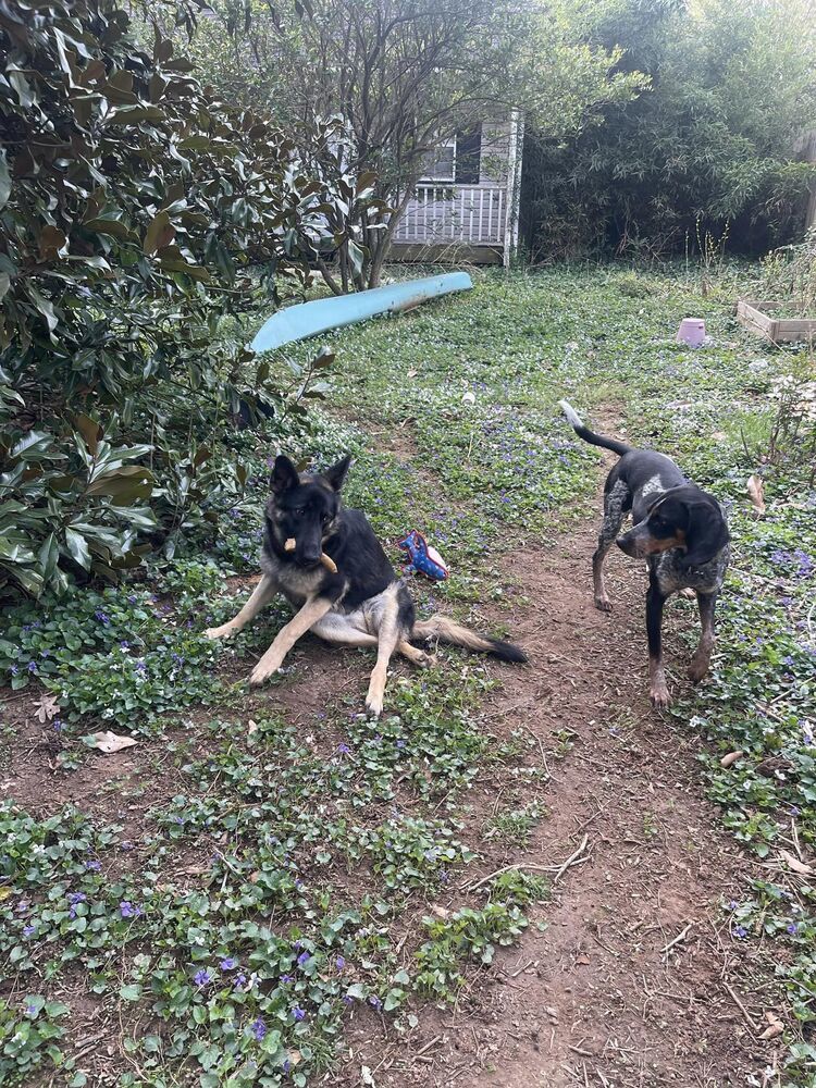 Agatha, an adoptable German Shepherd Dog in Wake Forest, NC, 27587 | Photo Image 6