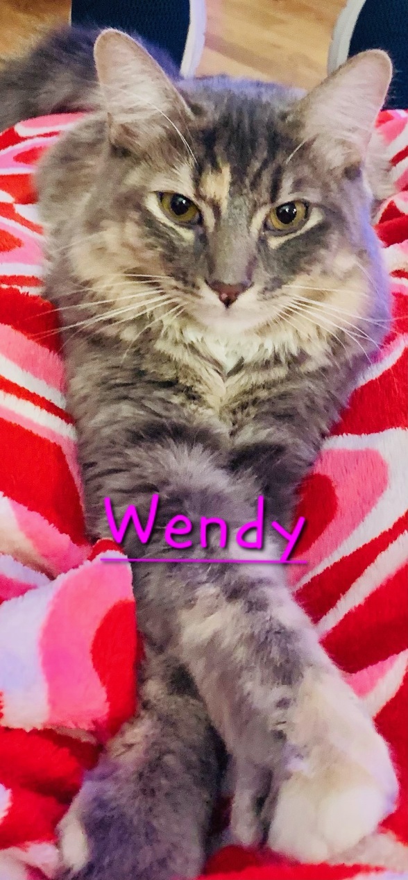 WENDY- (glenna)F kitten