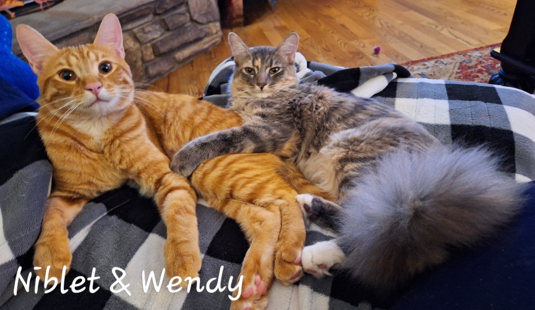 WENDY- (glenna)F kitten