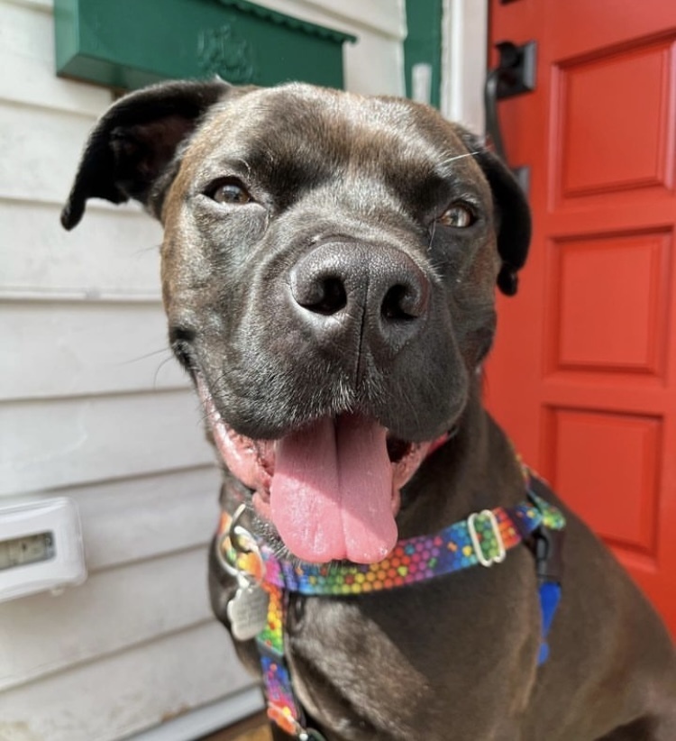 Darby O'Gill - AVAILABLE, an adoptable Pit Bull Terrier in Seattle, WA, 98115 | Photo Image 1