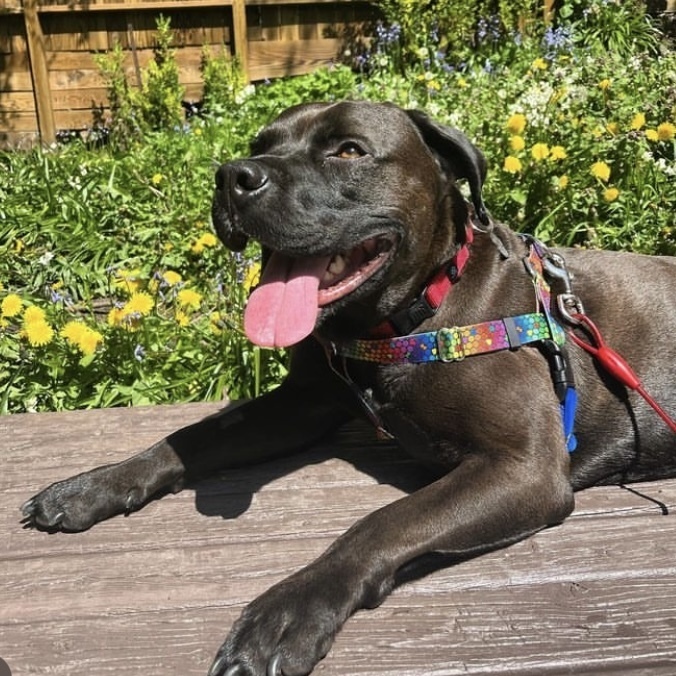 Darby O'Gill - AVAILABLE, an adoptable Pit Bull Terrier in Seattle, WA, 98115 | Photo Image 6