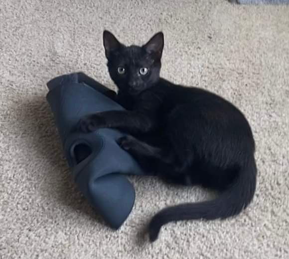 Comet, an adoptable Domestic Short Hair in Oakboro , NC, 28129 | Photo Image 1