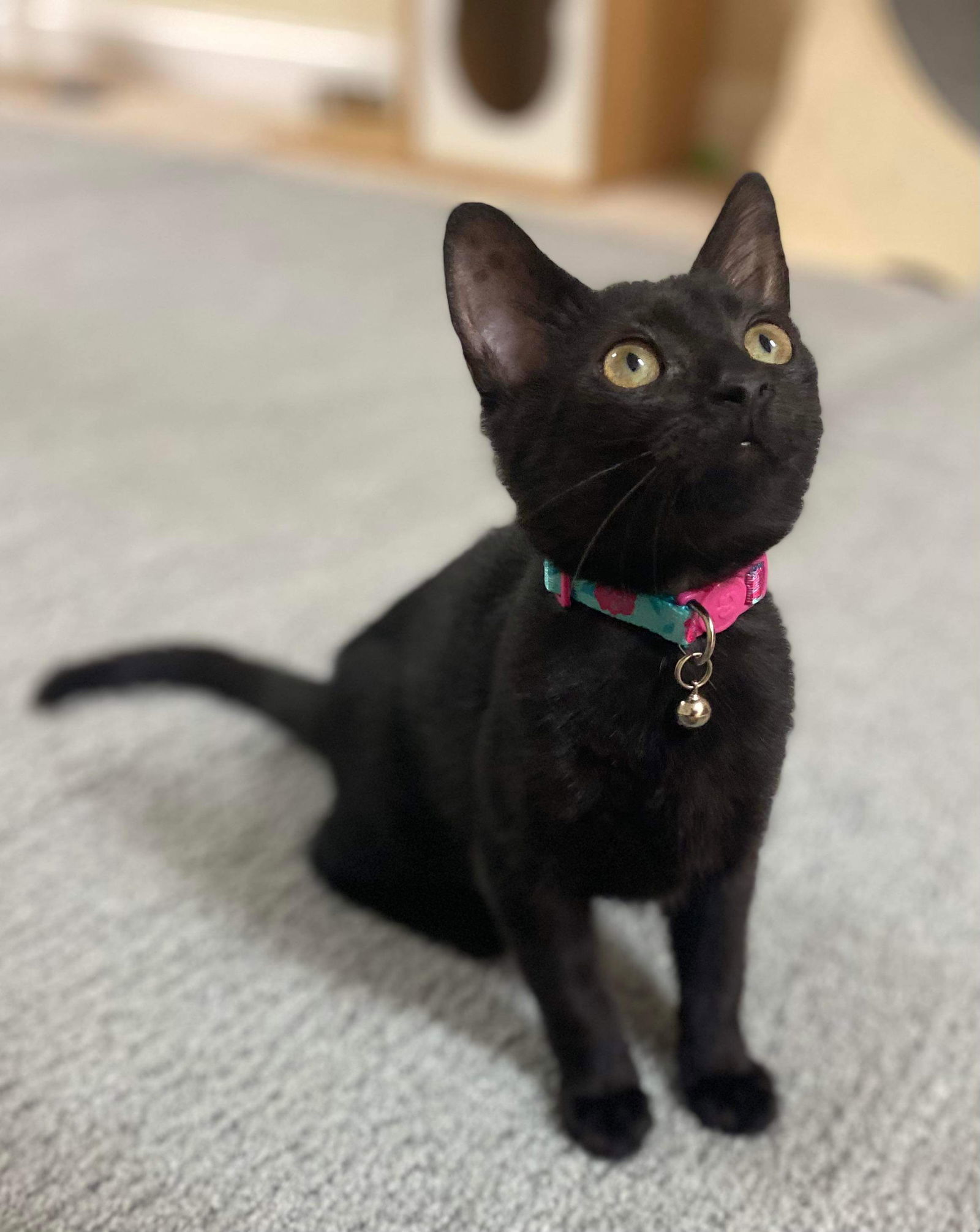 Comet, an adoptable Domestic Short Hair in Oakboro , NC, 28129 | Photo Image 2