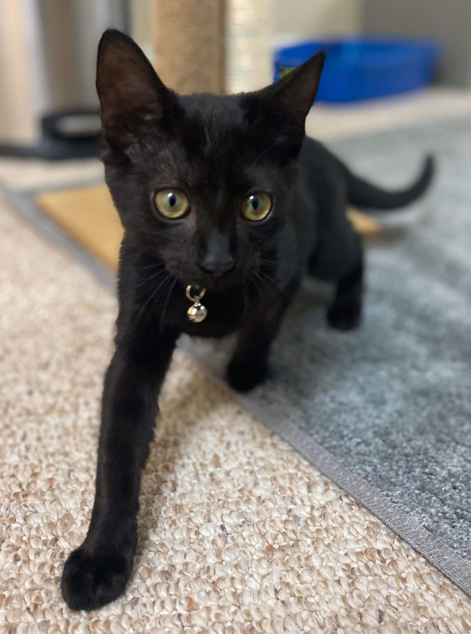 Comet, an adoptable Domestic Short Hair in Oakboro , NC, 28129 | Photo Image 3