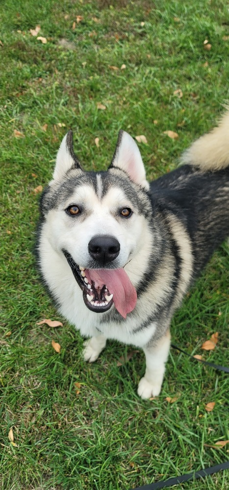 AC Zeus, an adoptable Husky in Fremont, NE, 68025 | Photo Image 3
