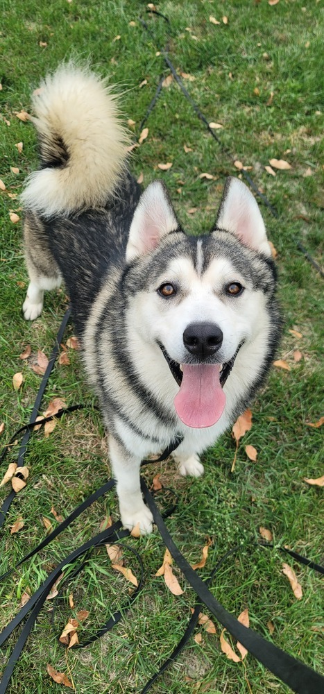 AC Zeus, an adoptable Husky in Fremont, NE, 68025 | Photo Image 4