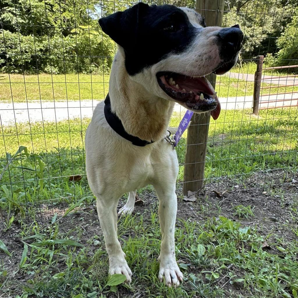 Meshach, an adoptable Pit Bull Terrier, Black Labrador Retriever in Princeton, KY, 42445 | Photo Image 1