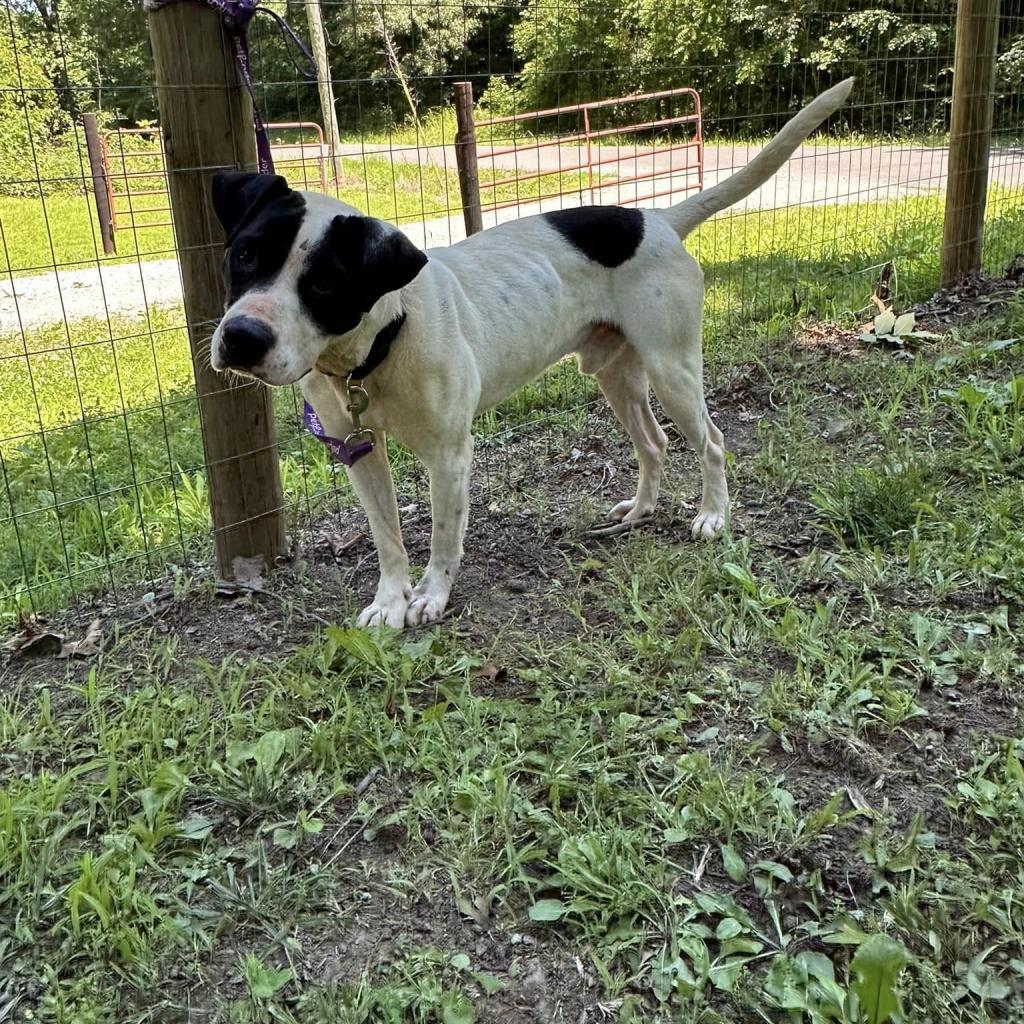 Meshach, an adoptable Pit Bull Terrier, Black Labrador Retriever in Princeton, KY, 42445 | Photo Image 2