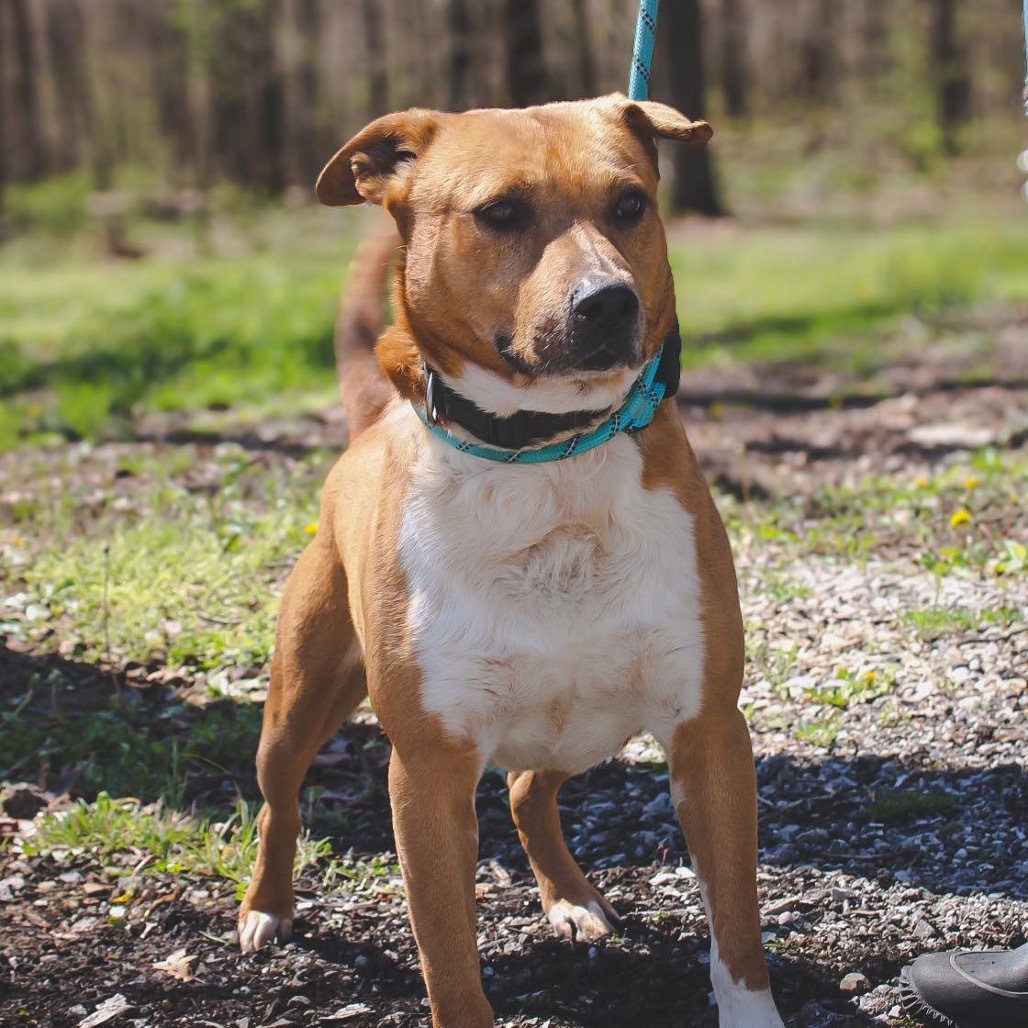 Sonny, an adoptable Pit Bull Terrier, Labrador Retriever in Princeton, KY, 42445 | Photo Image 3