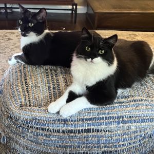 Futon, Adult Male Domestic Short Hair