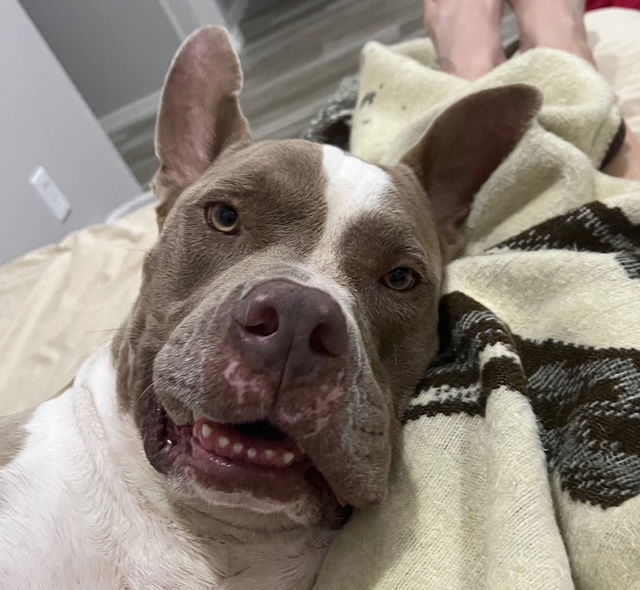 Meatloaf, an adoptable American Staffordshire Terrier in Phoenix, AZ, 85017 | Photo Image 2