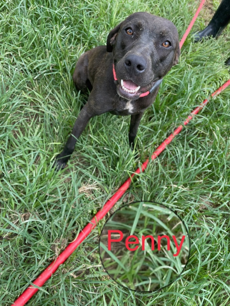 PENNY, an adoptable Labrador Retriever in Marianna, FL, 32447 | Photo Image 1