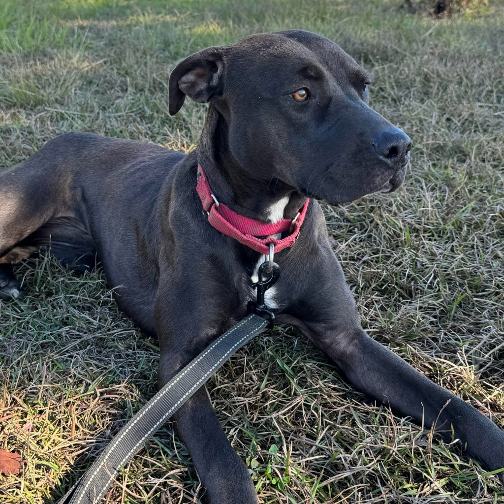 PENNY, an adoptable Labrador Retriever in Marianna, FL, 32447 | Photo Image 2