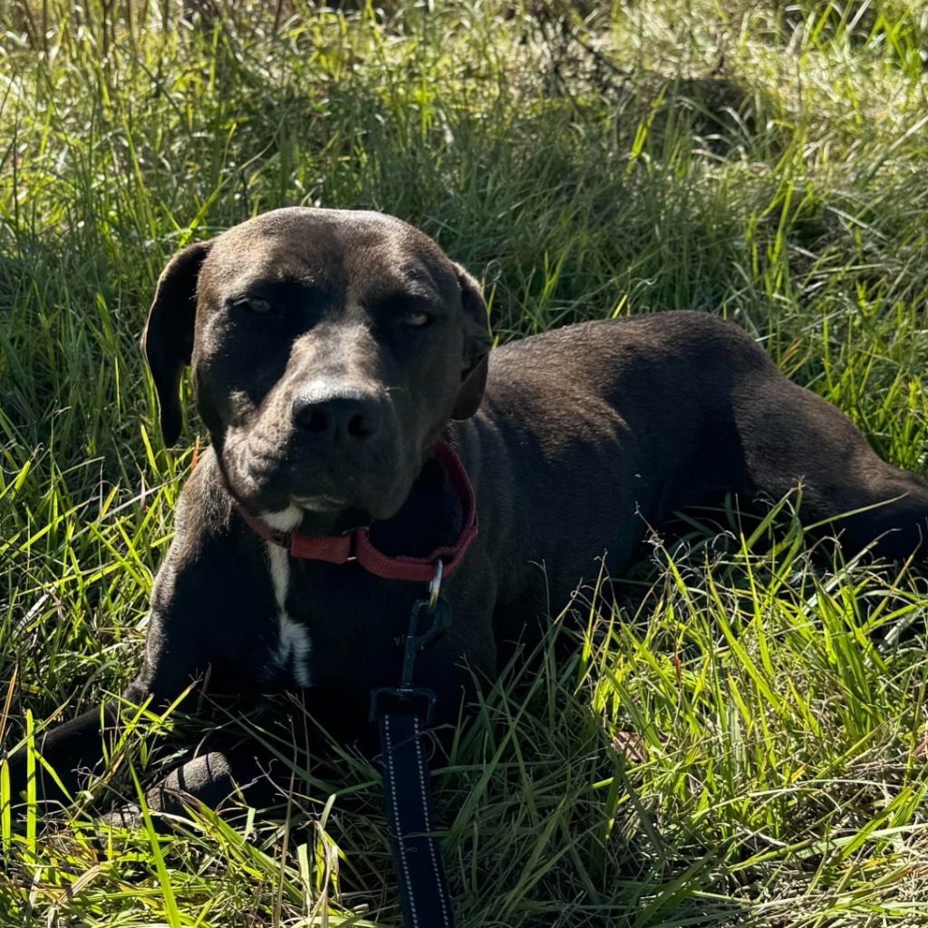 PENNY, an adoptable Labrador Retriever in Marianna, FL, 32447 | Photo Image 3