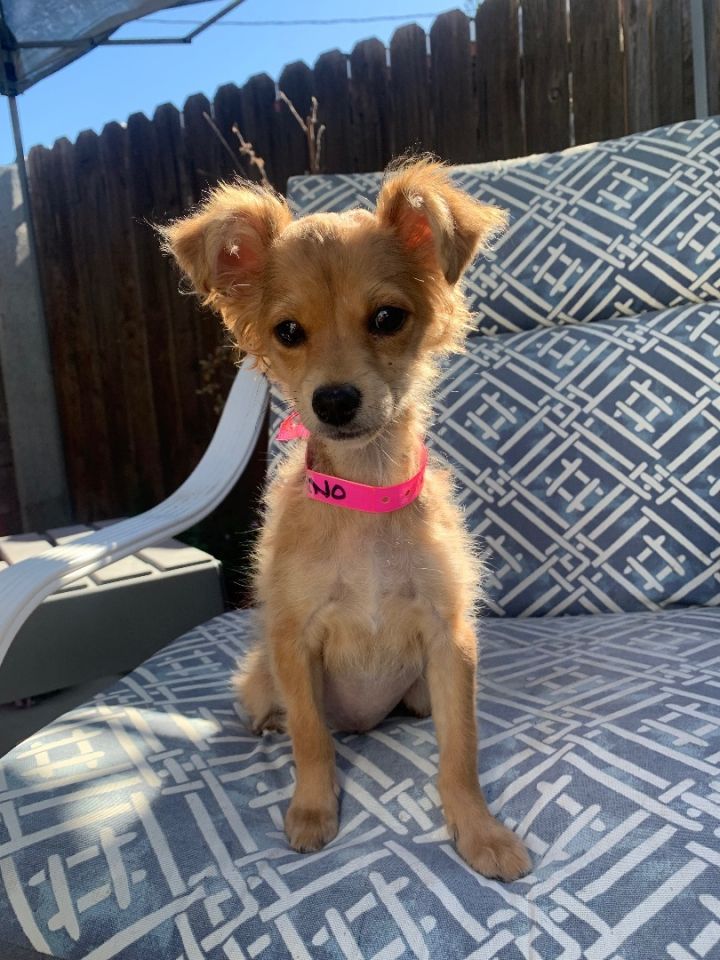 Dog For Adoption - Baby Stefano , A Terrier Mix In Fresno, Ca | Petfinder