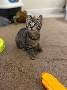 Scout, an adoptable Abyssinian in Manhattan, KS_image-2
