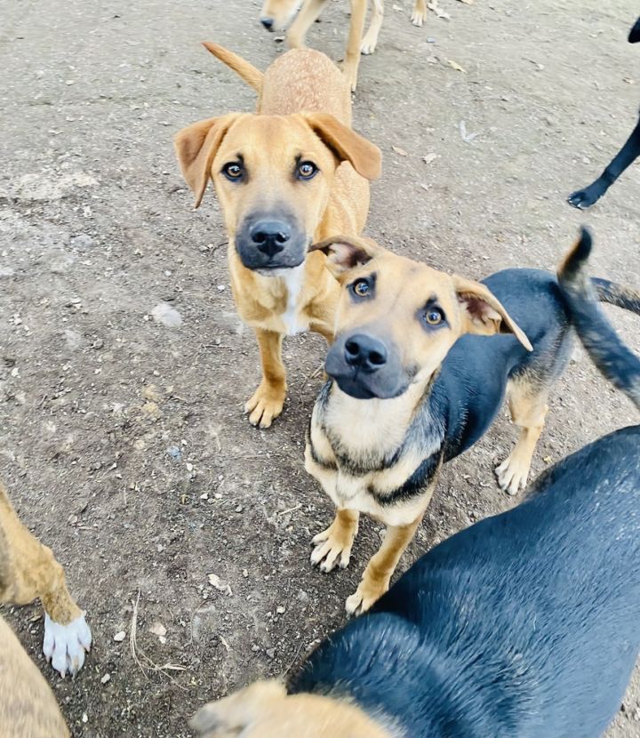 Dog for adoption Dunnit a Labrador Retriever Mix in Nanaimo BC