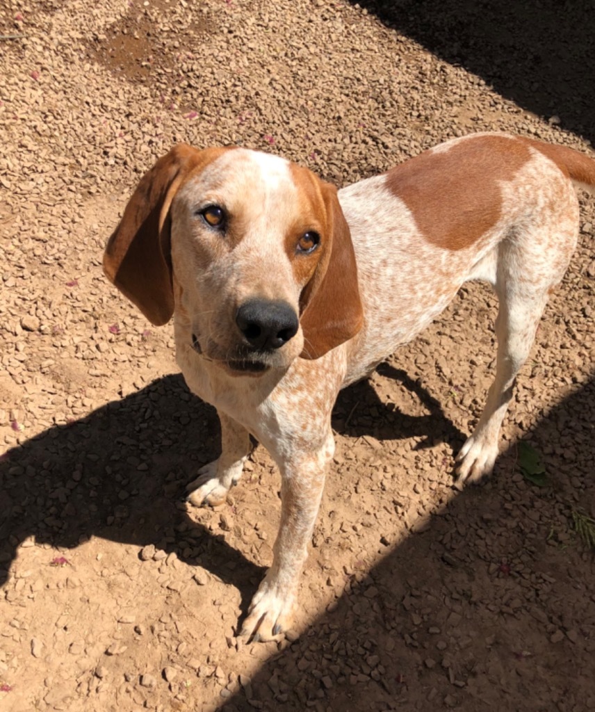 Rowdy, an adoptable Hound, Coonhound in Cottonwood, AZ, 86326 | Photo Image 1