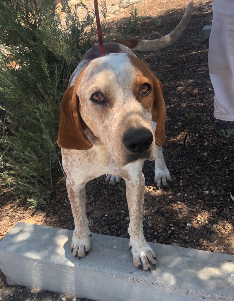 Rowdy, an adoptable Hound, Coonhound in Cottonwood, AZ, 86326 | Photo Image 2