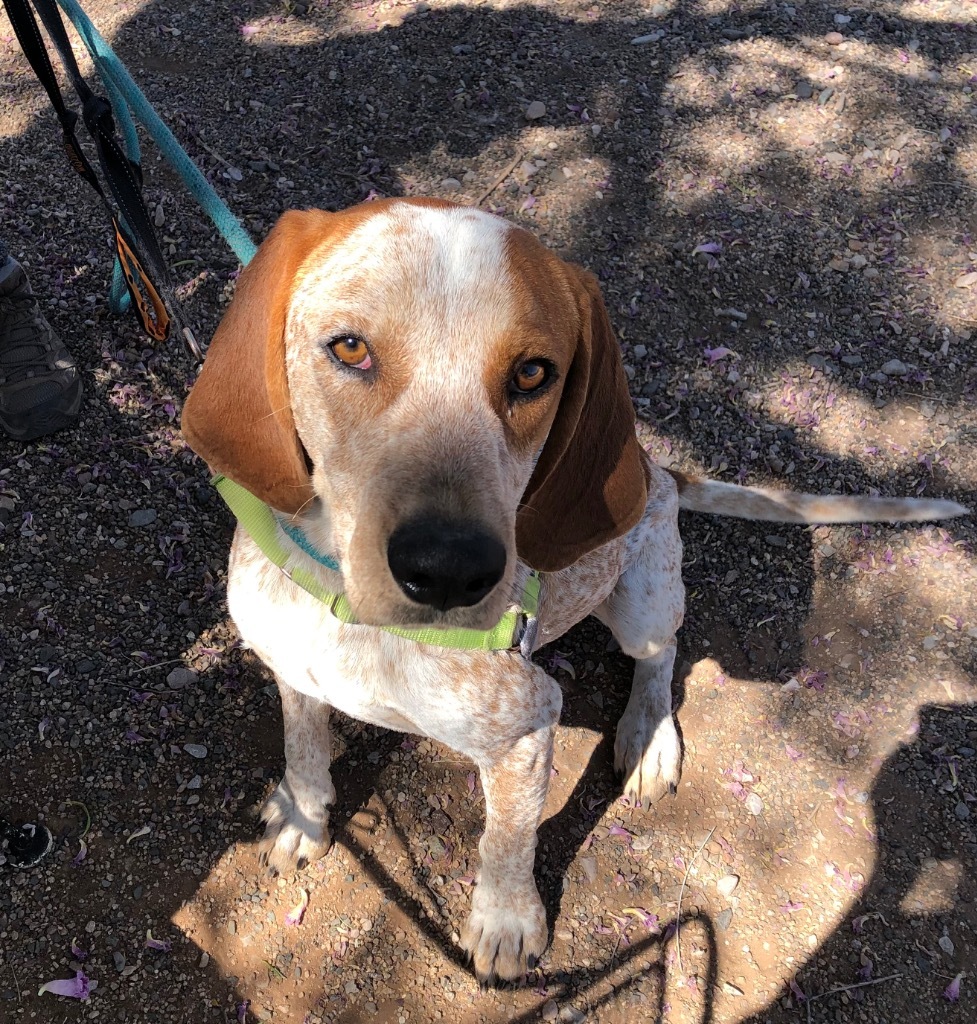 Rowdy, an adoptable Hound, Coonhound in Cottonwood, AZ, 86326 | Photo Image 3