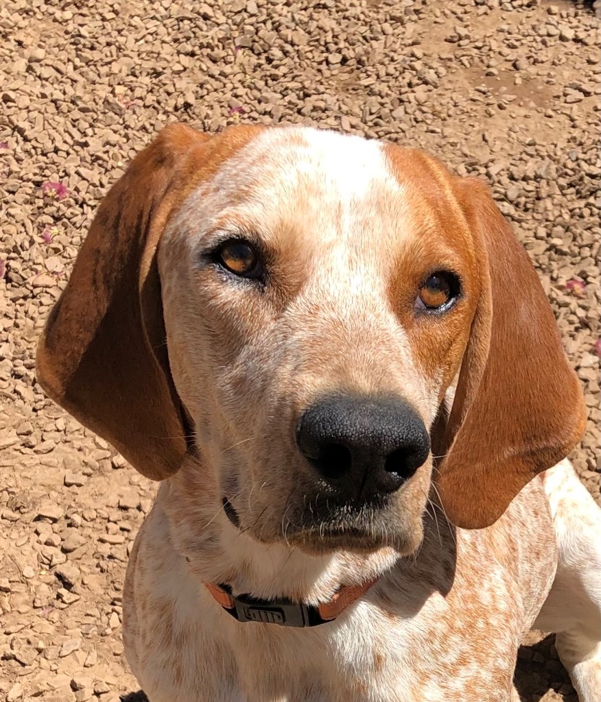 Rowdy, an adoptable Hound, Coonhound in Cottonwood, AZ, 86326 | Photo Image 4