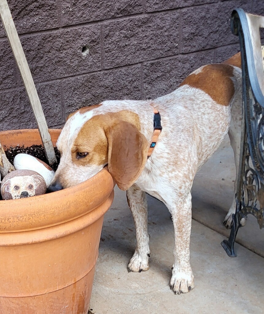 Rowdy, an adoptable Hound, Coonhound in Cottonwood, AZ, 86326 | Photo Image 5