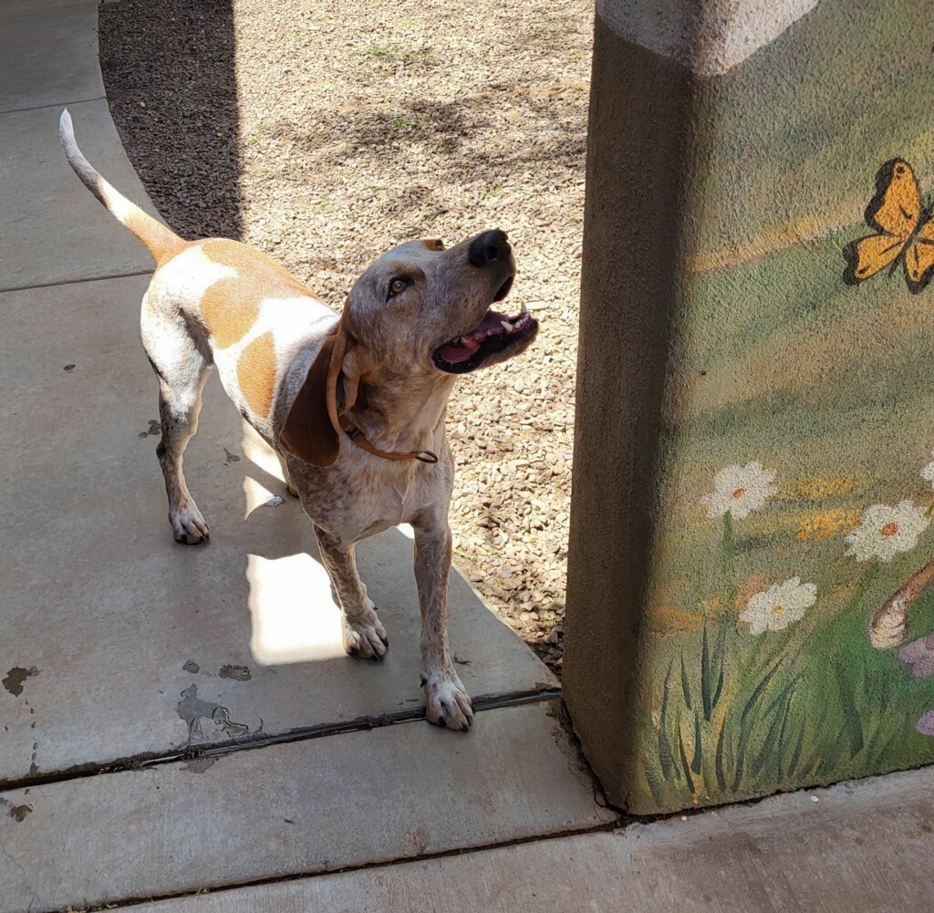 Rowdy, an adoptable Hound, Coonhound in Cottonwood, AZ, 86326 | Photo Image 6